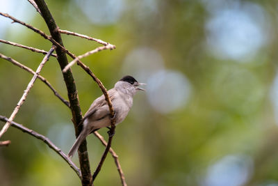 Singing  black cap