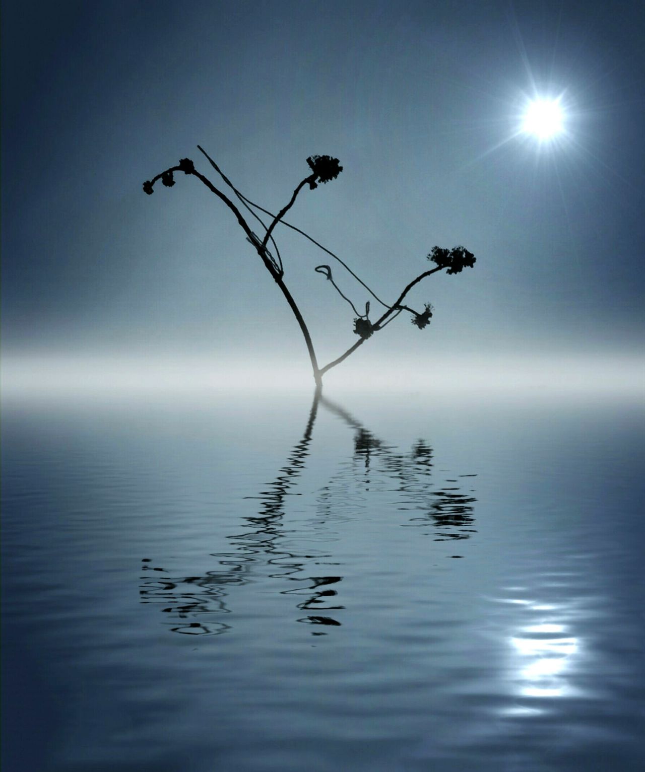 Twig in water