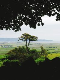 Scenic view of trees on field against sky