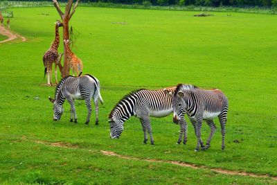 Zebra in a field