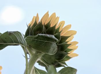 Low angle view of sunflower against sky