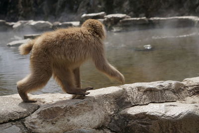 Monkey on rock in zoo