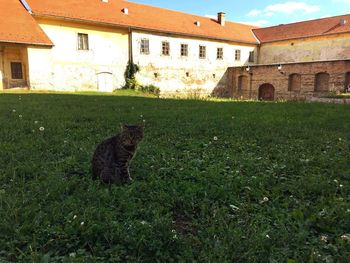 Cat sitting on grass against built structure
