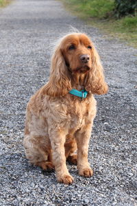 Portrait of dog sitting on road