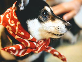 Close-up of dog looking away