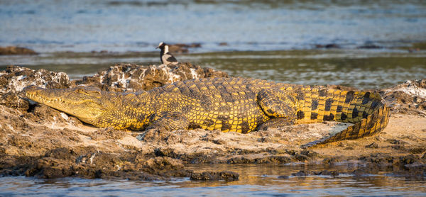 Close-up of crocodile resting in sun on rock at zambezi river, botswana