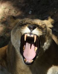 Lioness showing its teeth