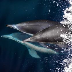 Dolphins swimming in sea