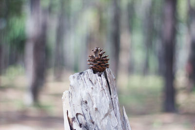 Close-up of tree trunk in forest