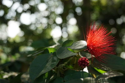 Close-up of red flowering plant