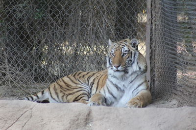 Tiger in cage at zoo