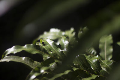 Close-up of fresh green leaves