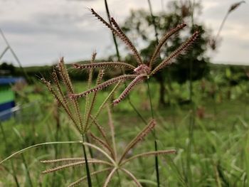 Close-up of grass growing on field