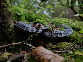 Close-up of mushroom growing on field