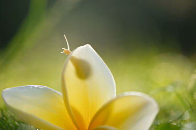 Close-up of yellow flowering plant