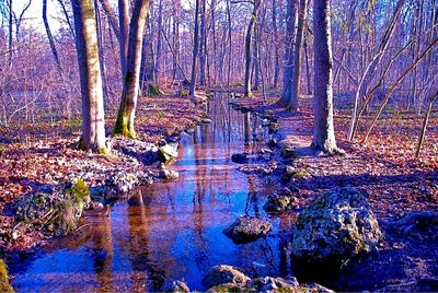 Stream passing through forest