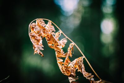 Close-up of plant against blurred background