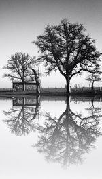 Bare trees by calm lake