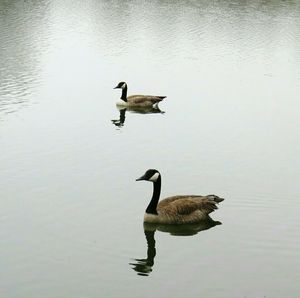 High angle view of ducks in water