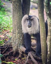 Portrait of monkey sitting on tree trunk in forest