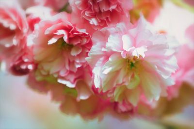 Close-up of pink flowers