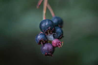 Close-up of berries growing on plant