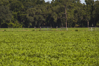 Scenic view of trees on field