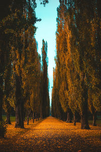 Trees by plants during autumn