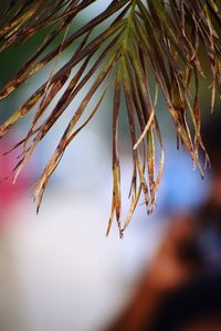 Close-up of leaves on branch