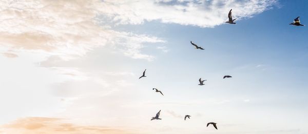 Low angle view of seagulls flying against sky