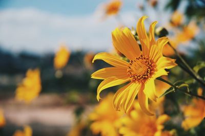 Close-up of yellow flowering plant