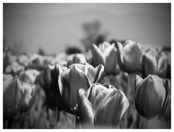 Close-up of tulips blooming on field