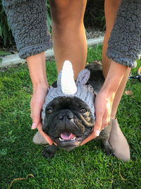 Low section of woman with dog on grass with outfit on. french bulldog happy.