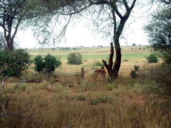 View of horse on field