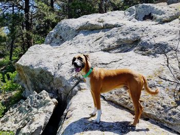 Dog standing on rock