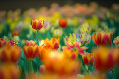 Close-up of tulips in field