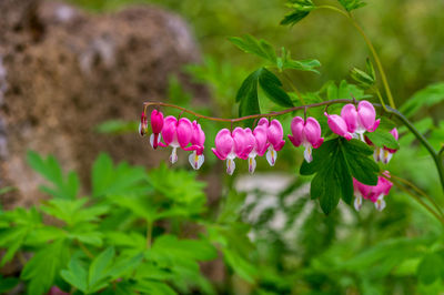 Close-up of pink flowering plants