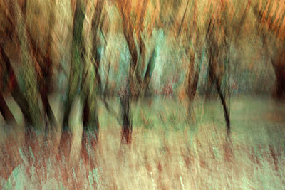 Full frame shot of trees in forest