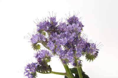 Close-up of purple flowering plant against white background