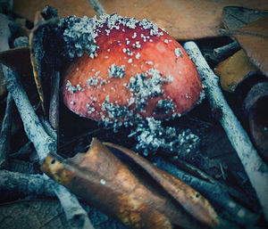 High angle view of mushrooms on log
