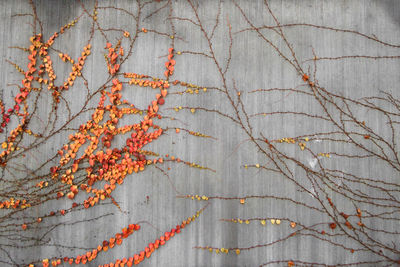 Ivy growing on tree against wall during autumn