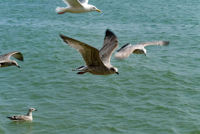 Seagulls flying over lake