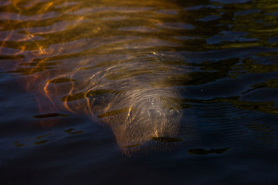 West indian manatee trichechus manatus in southwest florida as it floats slowly through a riverway