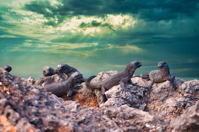 Lizards on rock against sky