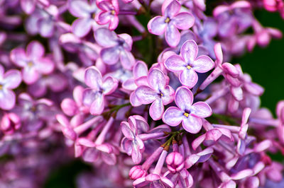 There are a lot of lilac blossoms.