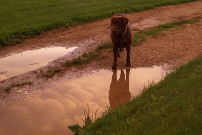 Dog standing on driveway reflected in a puddle