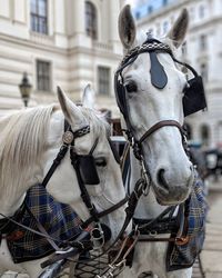 Close-up of horse cart on street