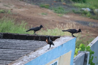 Birds perching on a roof