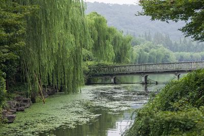 Bridge over river in forest