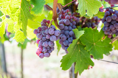 Close-up of grapes growing on plant